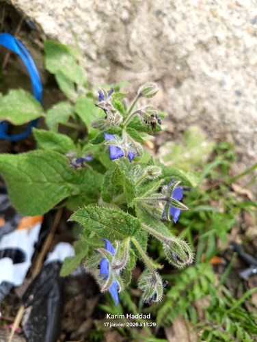 Borage