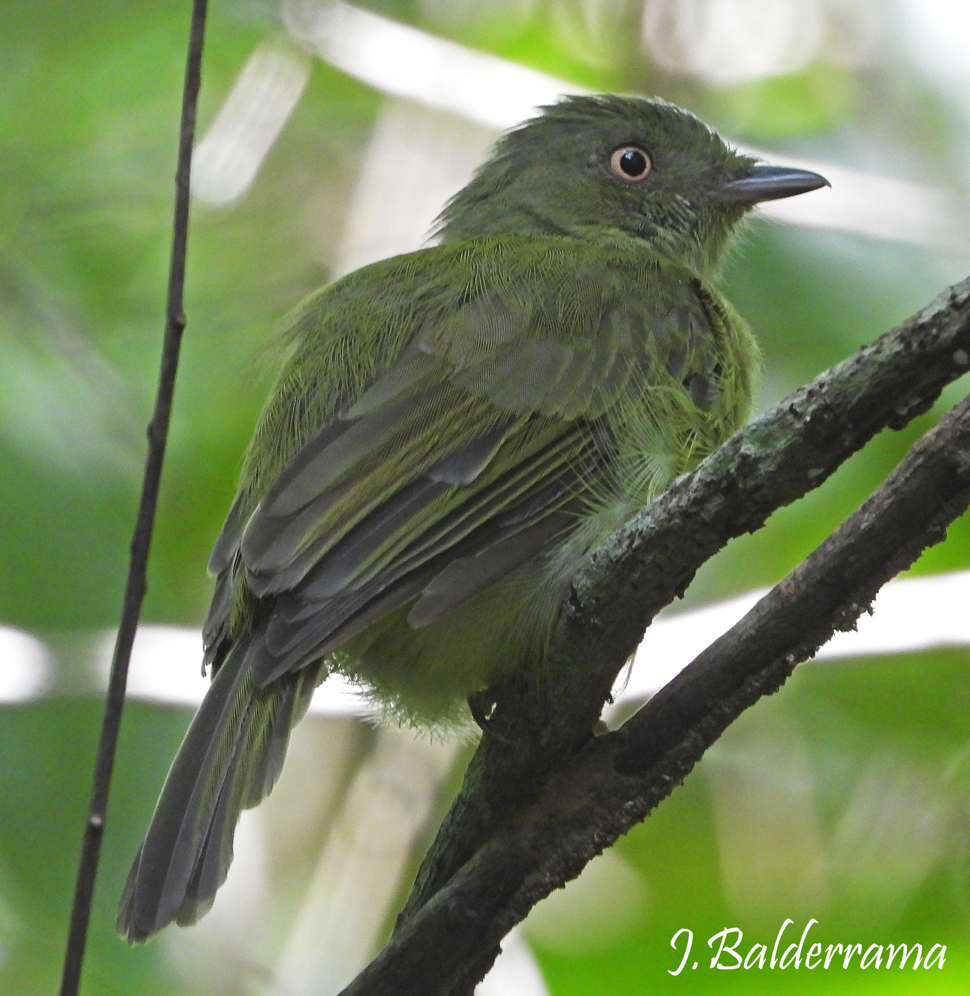 Sulphur-bellied Tyrant-Manakin (Neopelma sulphureiventer), photo 4