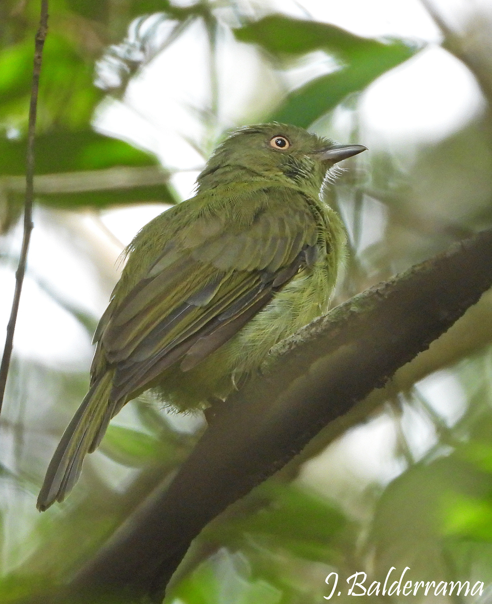 Sulphur-bellied Tyrant-Manakin (Neopelma sulphureiventer), photo 5