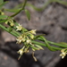 Orthosia angustifolia - Photo (c) Idlegrraphics,  זכויות יוצרים חלקיות (CC BY-NC-SA), uploaded by Idlegrraphics
