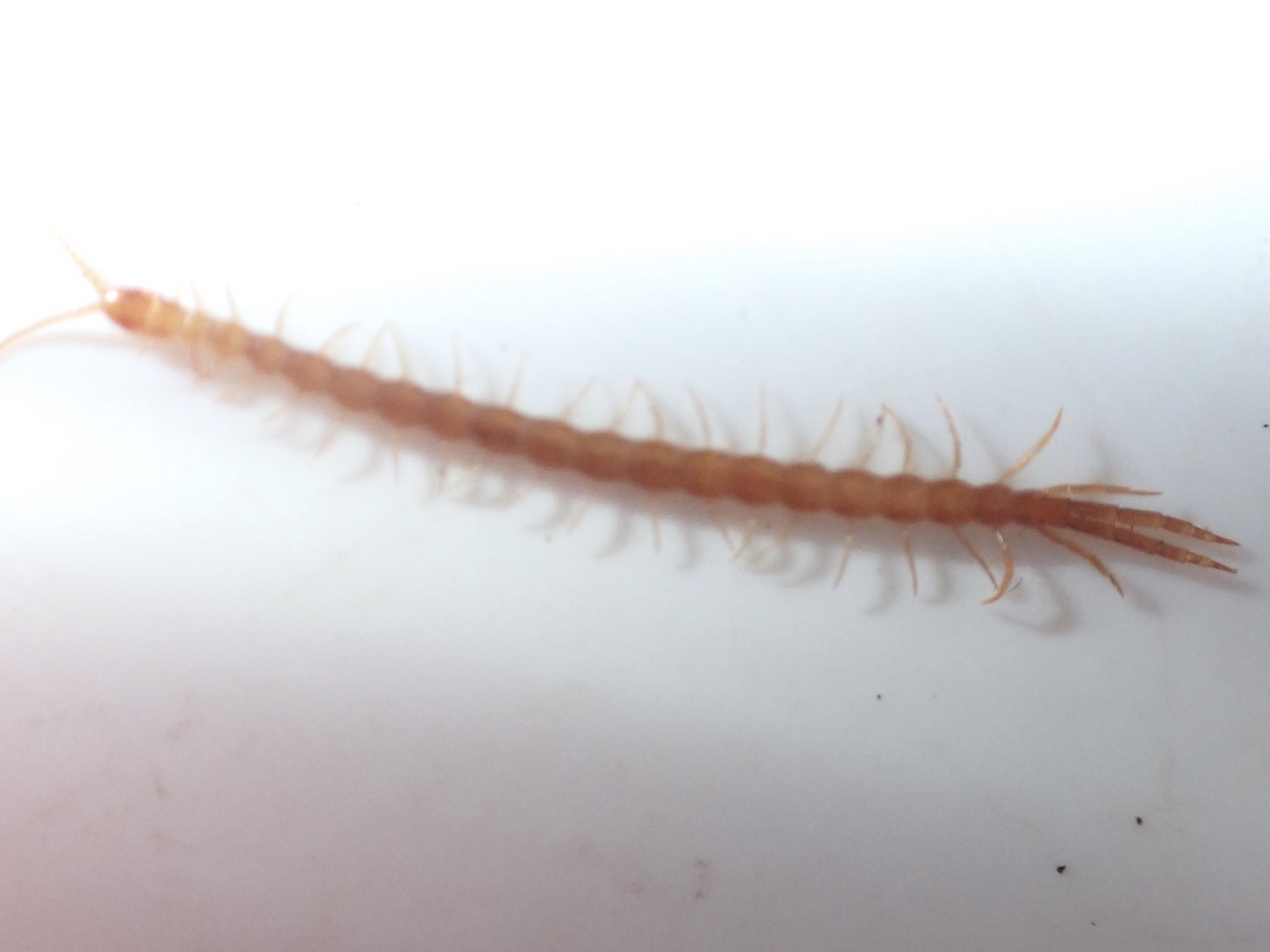 Cryptops hortensis Donovan, 1810
