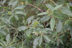 Solanum aligerum