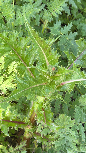 iNaturalist observation photo of prickly sowthistle