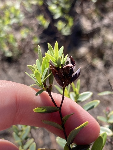 Arcadian St. johnswort (Hypericum edisonianum)