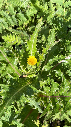 iNaturalist observation photo of prickly sowthistle