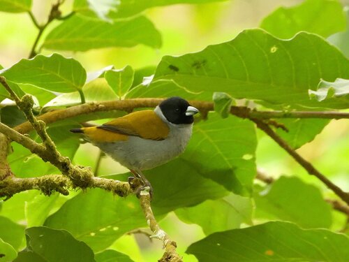 iNaturalist image