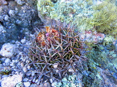 Echinofossulocactus crispatus