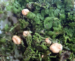 Illosporium