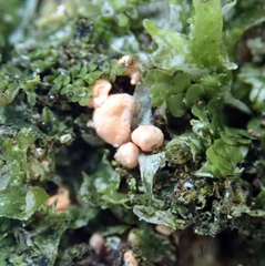 Illosporium