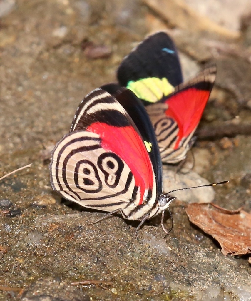 Diaethria clymena marchalii (Insectos de Jardín, Antioquia) · iNaturalist