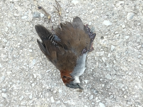 Grey-breasted Crake (Laterallus exilis)