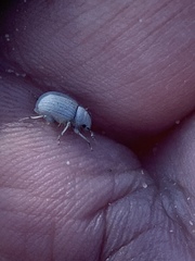 Eucilinus