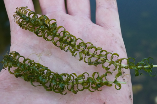 Nuttall's Waterweed (Elodea nuttallii)