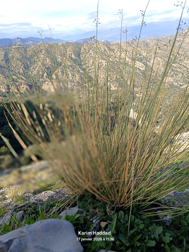 Guezzah (Deverra scoparia)