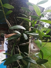 Dendrobium crumenatum