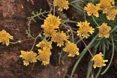 Chaenactis glabriuscula heterocarpha