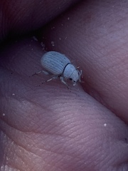 Eucilinus