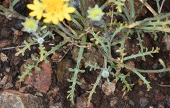 Chaenactis glabriuscula heterocarpha