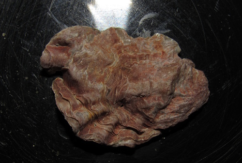 Crassostrea rhizophorae, 2026-01-17
