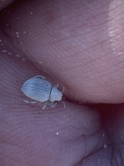 Eucilinus