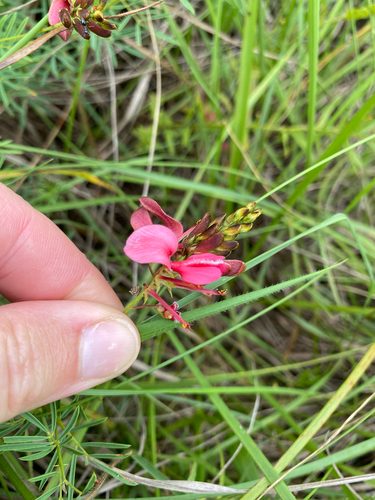 Indigofera hedyantha, photograph 6