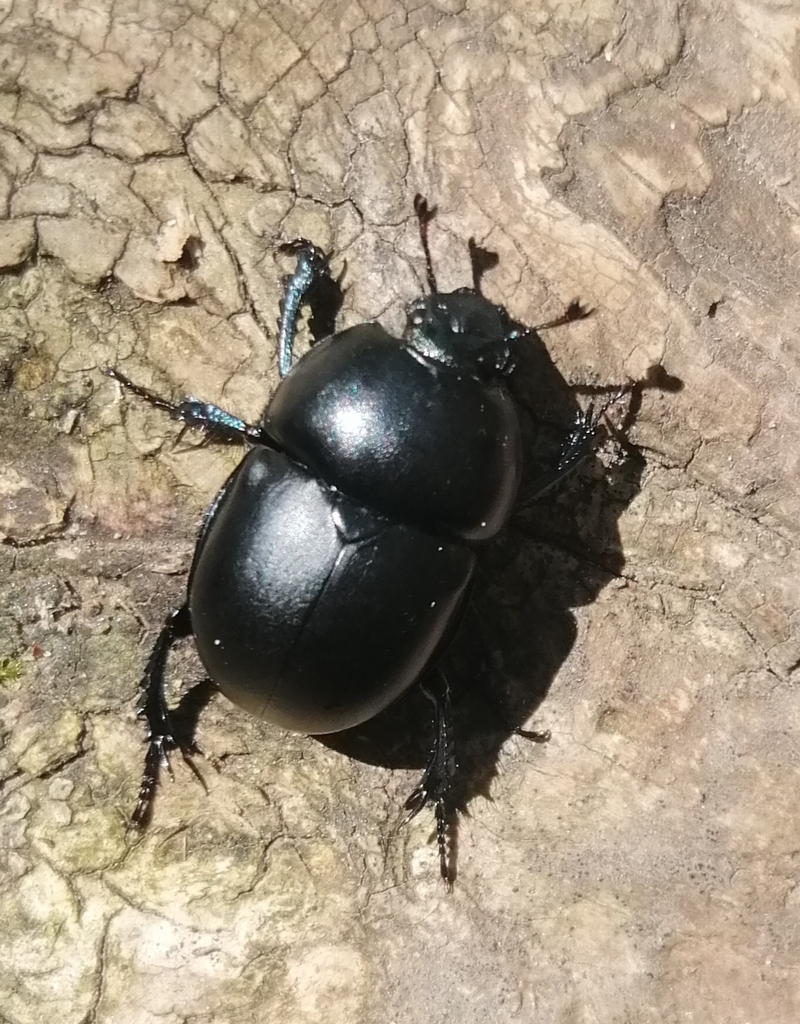 Trypocopris vernalis fauveli
