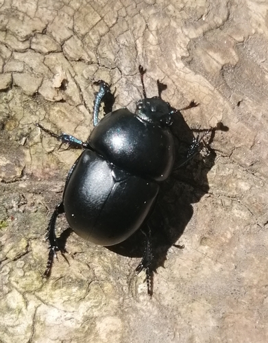 Trypocopris vernalis fauveli