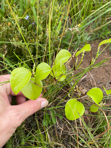 Dioscorea cotinifolia (Dioscorea cotinifolia)