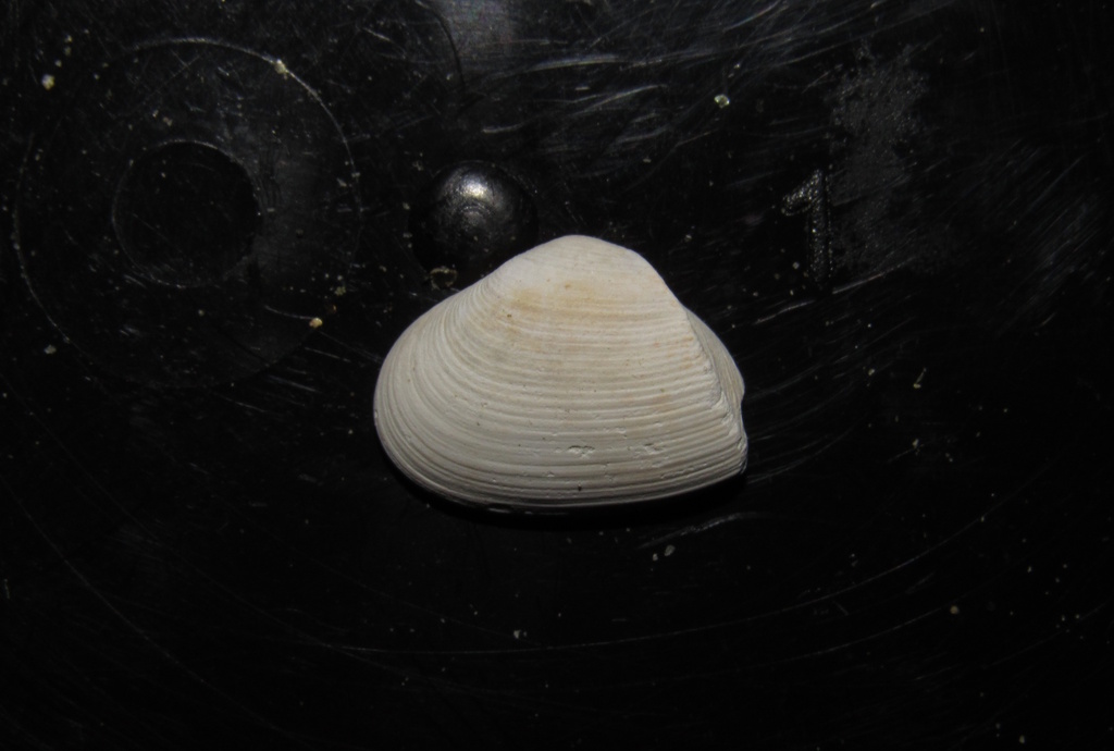 Equal-valved Corbula
