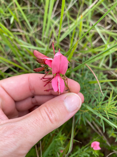 Indigofera hedyantha, photograph 3