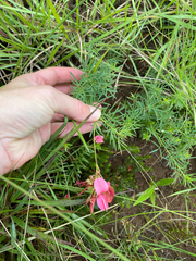 Indigofera hedyantha, photograph (c) Sunčana Bradley, some rights reserved (CC BY)