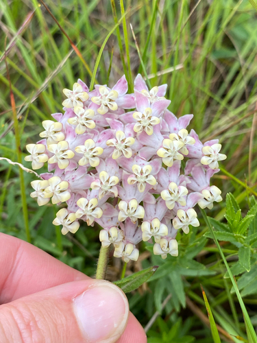 cartwheels (Asclepias albens)