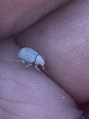Eucilinus