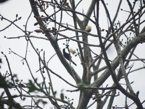 Yellow-rumped Cacique (Cacicus cela), photo 4