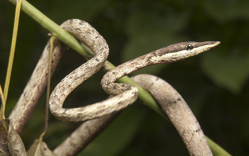 Photo of a Inkaterra Vine Snake (Oxybelis inkaterra)