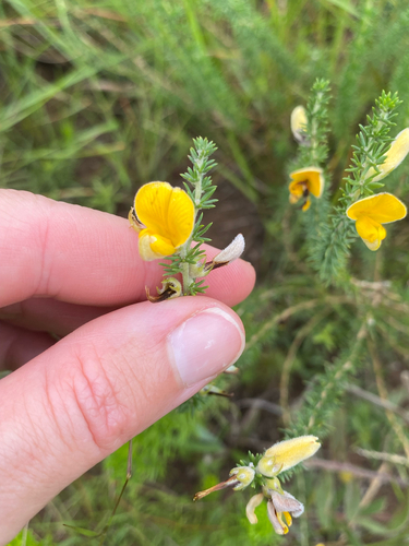Giggling Capegorse (Aspalathus chortophila)