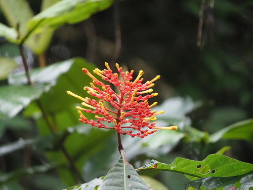 Firecracker plant (Isertia haenkeana)