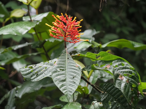 Isertia haenkeana, photograph 1