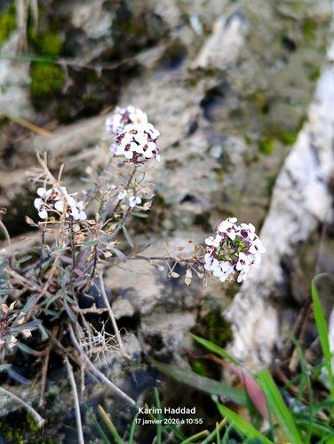 sweet alyssum