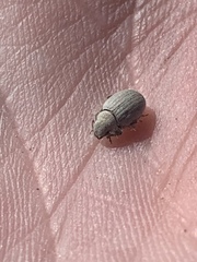 Eucilinus