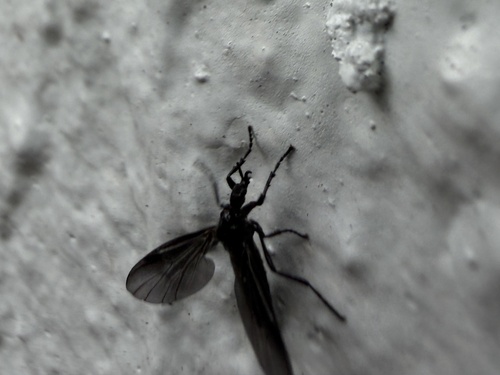 Unknown species found near SW 19th Ave, Gainesville, FL, US