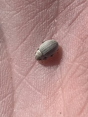 Eucilinus