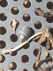 Eucilinus