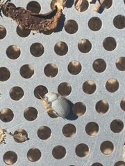 Eucilinus