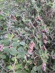 Euphorbia tomentulosa