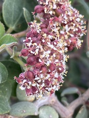 Euphorbia tomentulosa