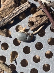 Eucilinus