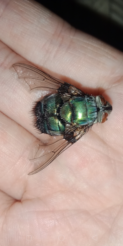 Rutilia regalis-lepida