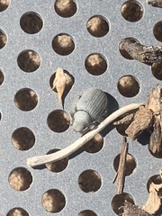 Eucilinus