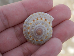 Architectonica nobilis